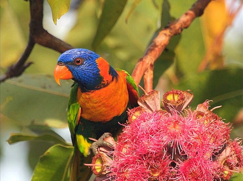 Rainbow Lorikeet on Flower