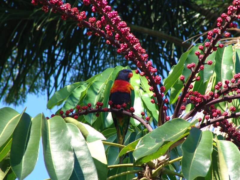 Rainbow lorikeet on flowering branch
