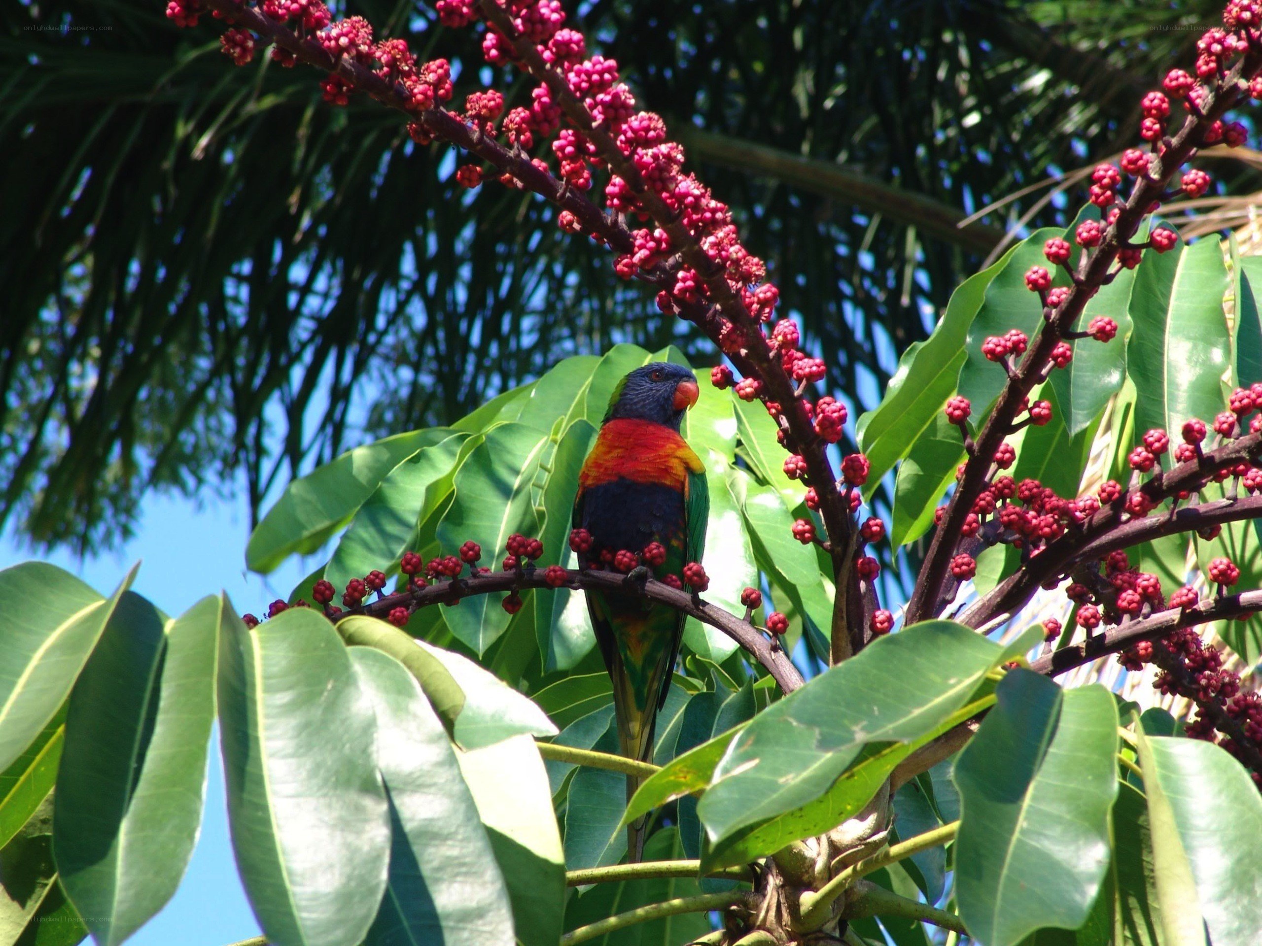 Rainbow lorikeet on flowering branch