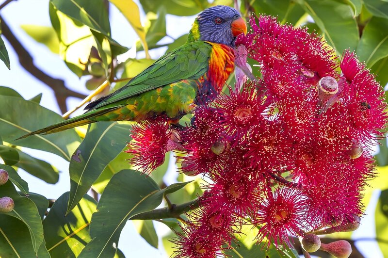Rainbow Lorikeet on Flowers — Green, Natural