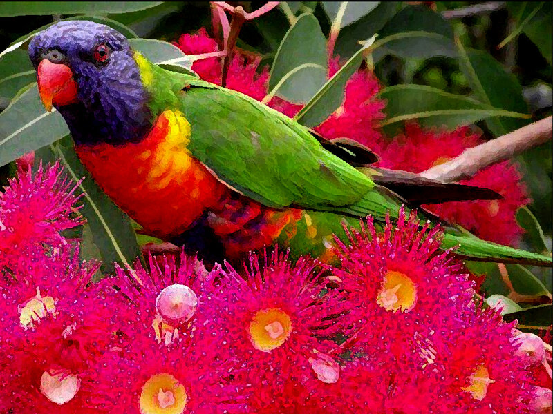 Rainbow Lorikeet on Flowers — Green