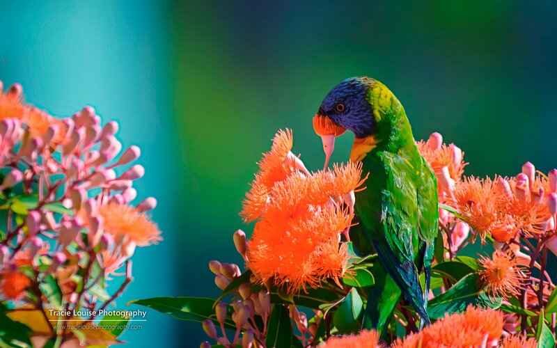 Rainbow Lorikeet on Flowers — Green, Vibrant