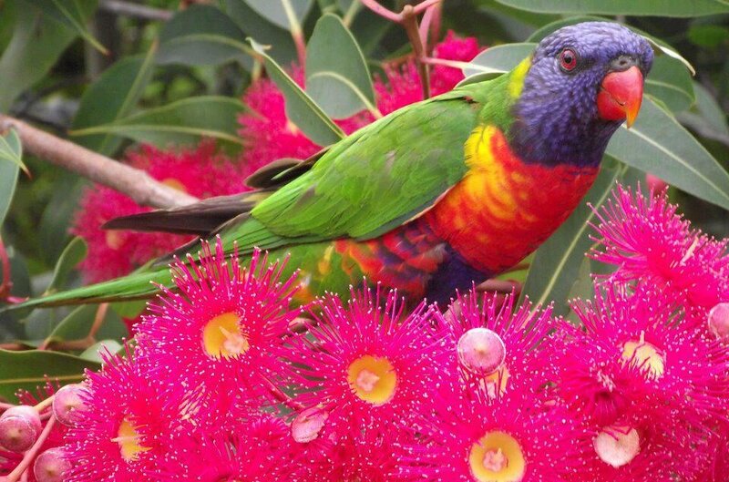 Rainbow Lorikeet on Flowers