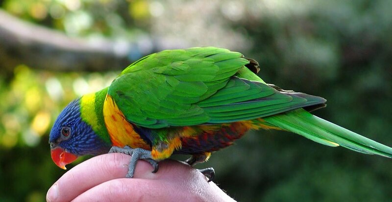 Rainbow lorikeet on hand