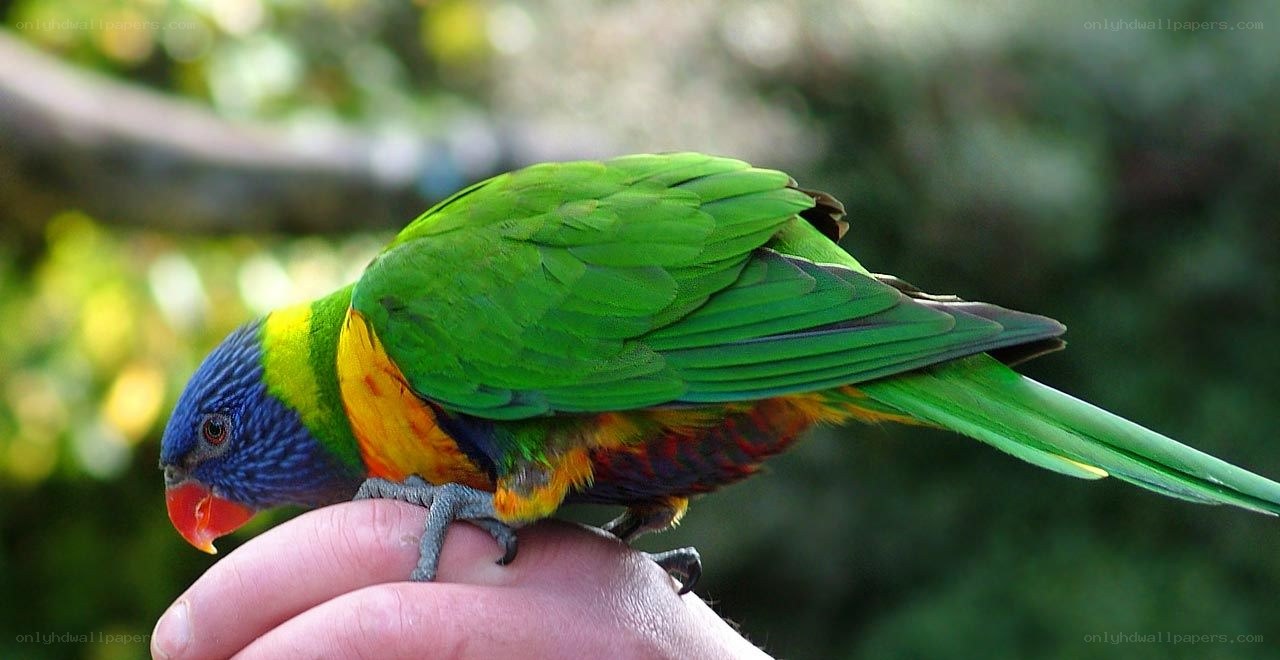 Rainbow lorikeet on hand