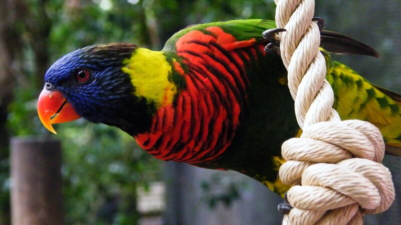 Rainbow Lorikeet on Rope — Green, Calm