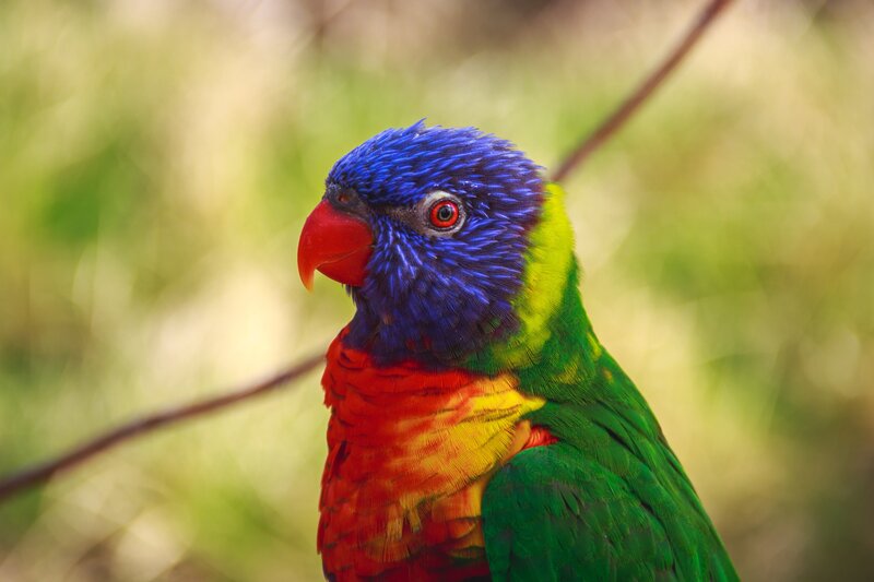 Rainbow Lorikeet Parrot — Blue, Calm, Afternoon