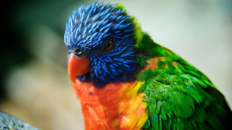 Rainbow Lorikeet Parrot — Blue, Calm, Photograph, Beak
