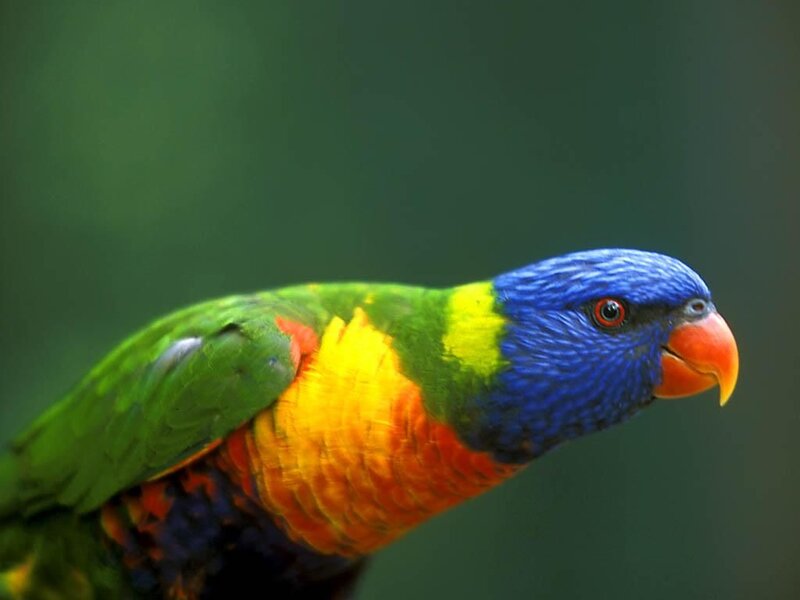 Rainbow Lorikeet Parrot — Blue, Calm, Photograph