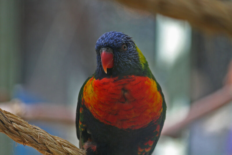 Rainbow Lorikeet Parrot — Blue, Calm