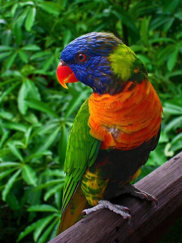Rainbow Lorikeet Parrot — Blue, Natural