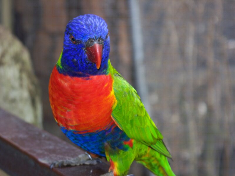 Rainbow Lorikeet Parrot — Blue