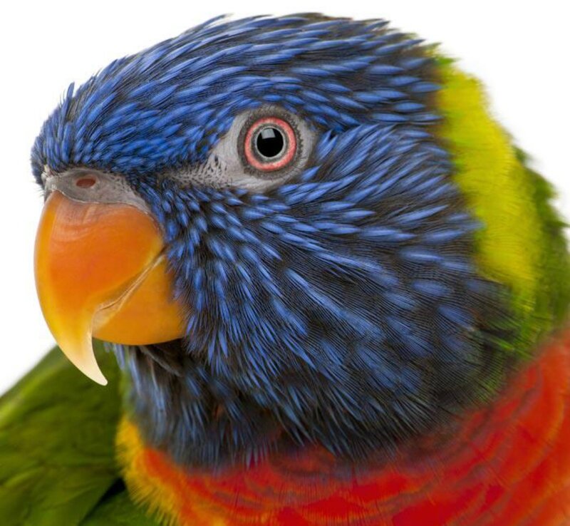 Rainbow Lorikeet Parrot — Blue, Vibrant, Photograph, Beak