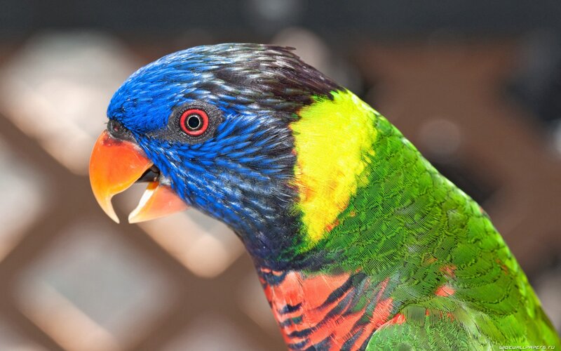 Rainbow Lorikeet Parrot — Blue, Vibrant, Photograph, Bird, Beak, Eye, Green, Yellow