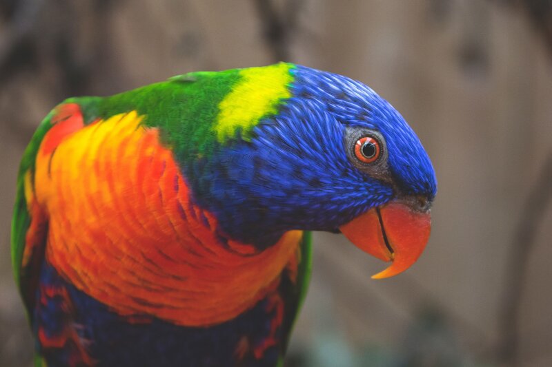 Rainbow Lorikeet Parrot — Blue, Vibrant, Photograph, Bird