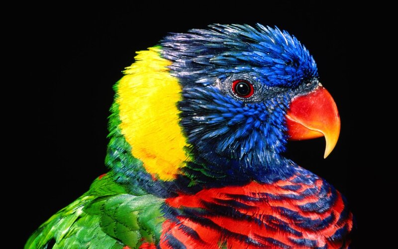 Rainbow Lorikeet Parrot — Blue, Vibrant, Photograph, Black Background, Red Eye