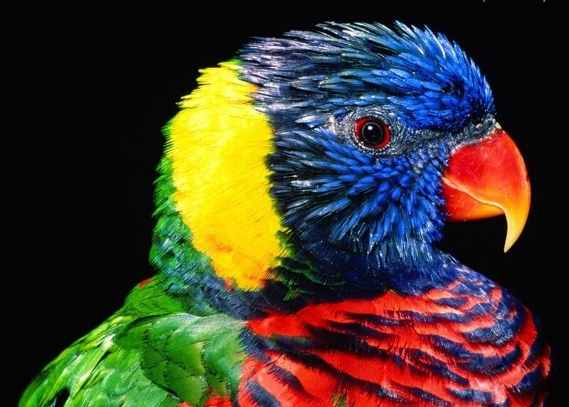 Rainbow Lorikeet Parrot — Blue, Vibrant