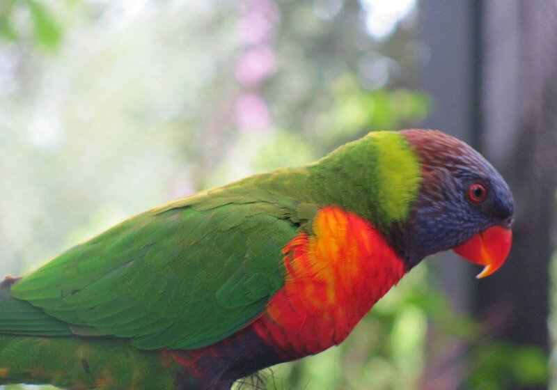 Rainbow Lorikeet Parrot — Green, Calm, Photograph