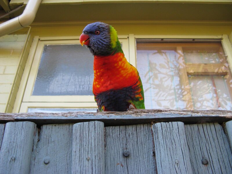 Rainbow Lorikeet Parrot — Green, Calm
