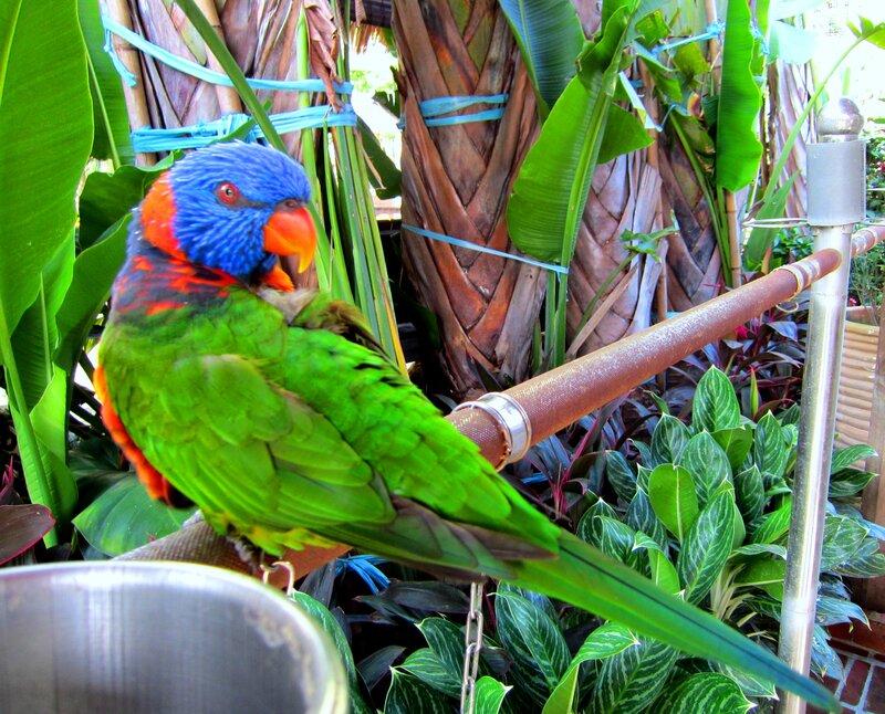 Rainbow Lorikeet Parrot — Green, Natural