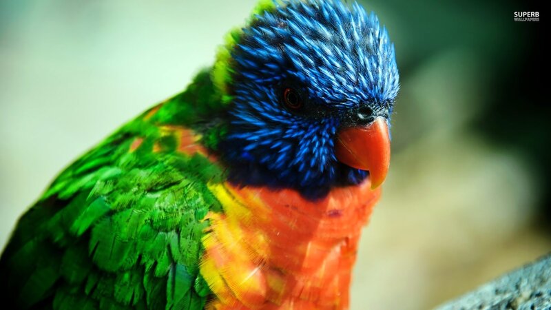 Rainbow Lorikeet Parrot — Green, Vibrant, Photograph, Bird