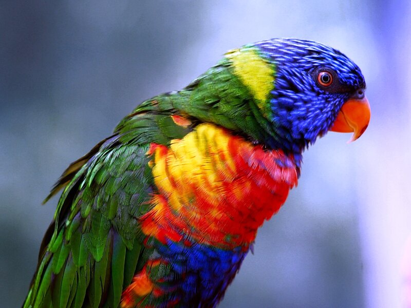 Rainbow Lorikeet Parrot — Green, Vibrant, Photograph
