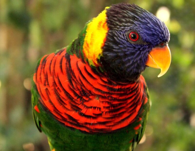 Rainbow Lorikeet Parrot — Green, Vibrant