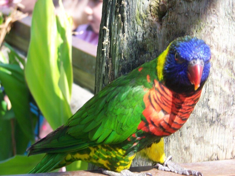 Rainbow Lorikeet Parrot