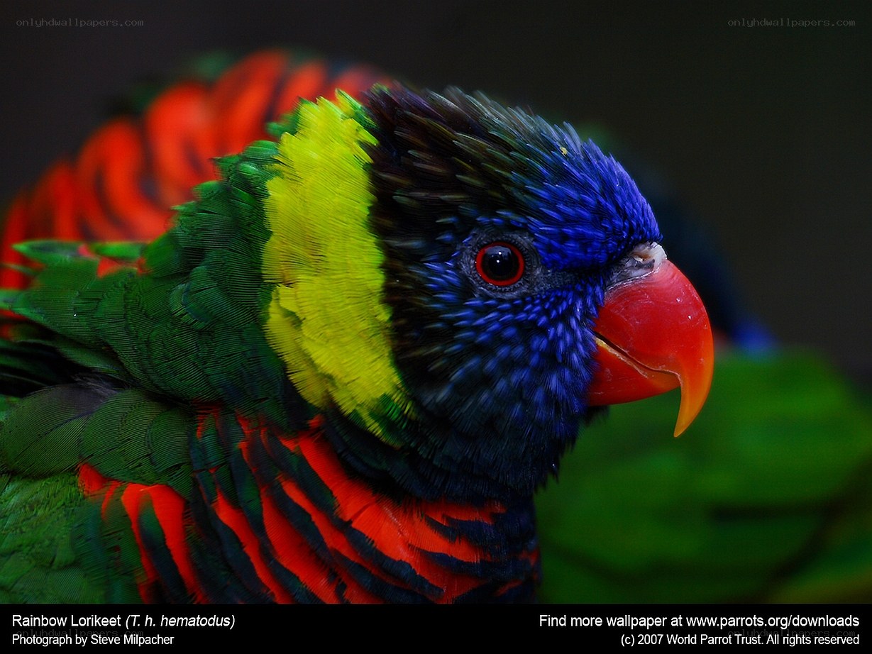 Rainbow Lorikeet Portrait
