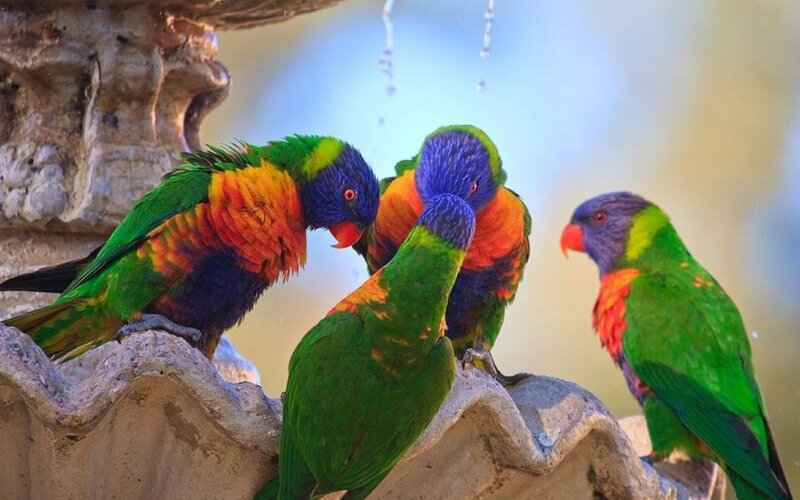 Rainbow Lorikeets at Fountain