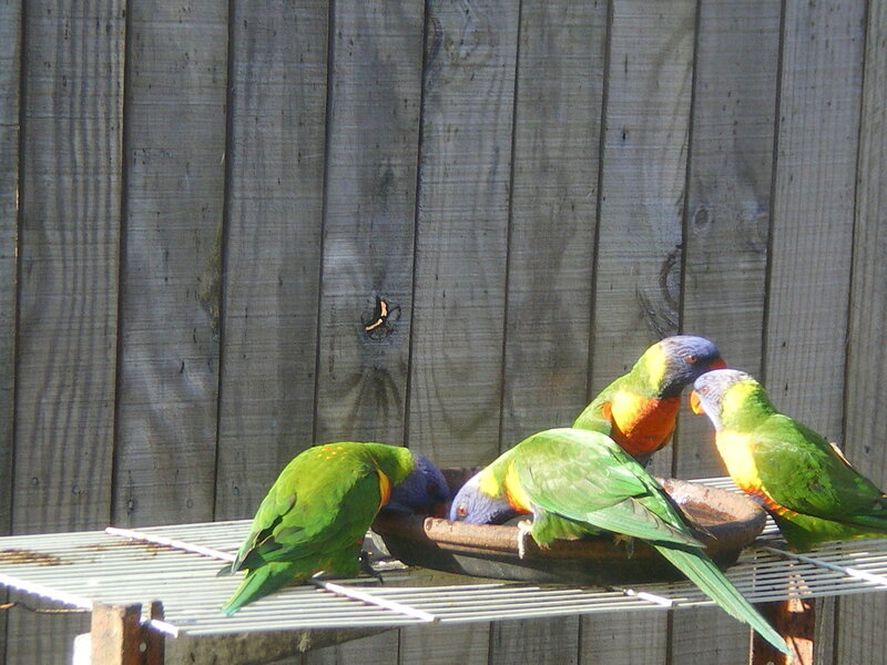 Rainbow Lorikeets Eating