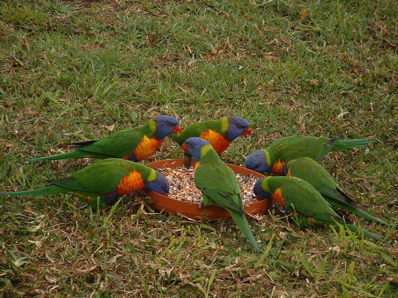 Rainbow lorikeets feeding on grass