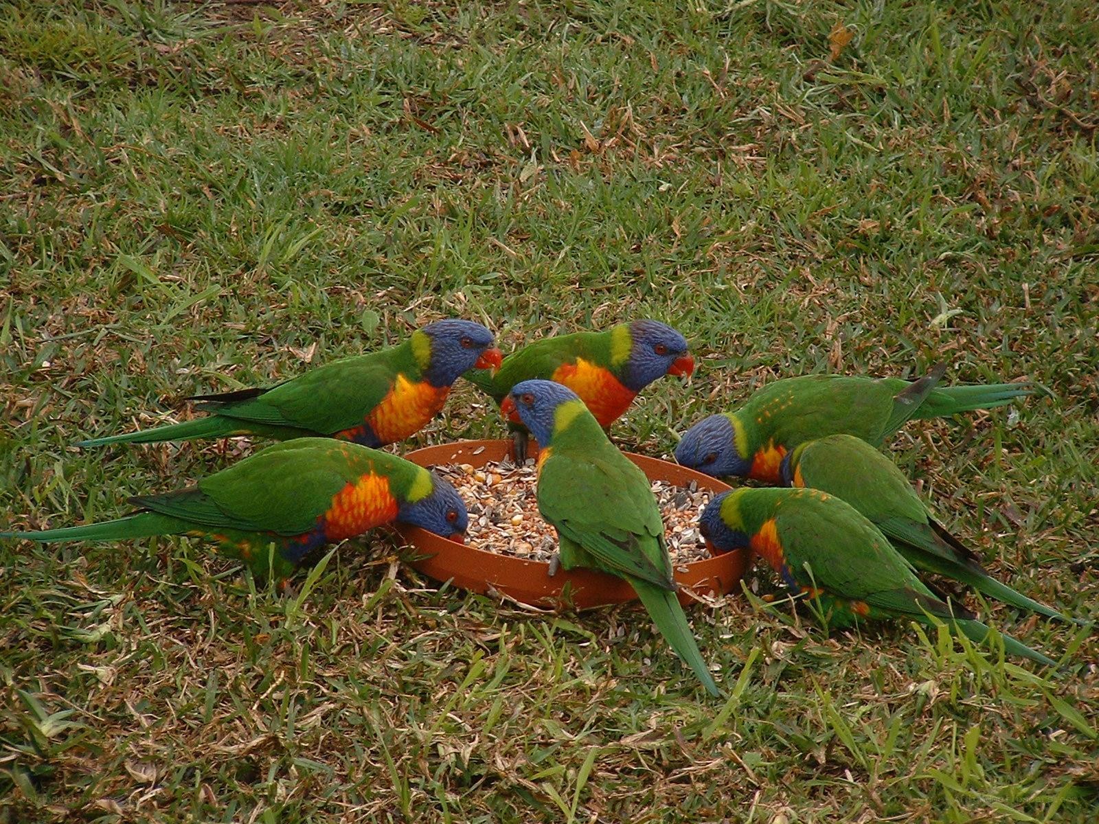 Rainbow lorikeets feeding on grass