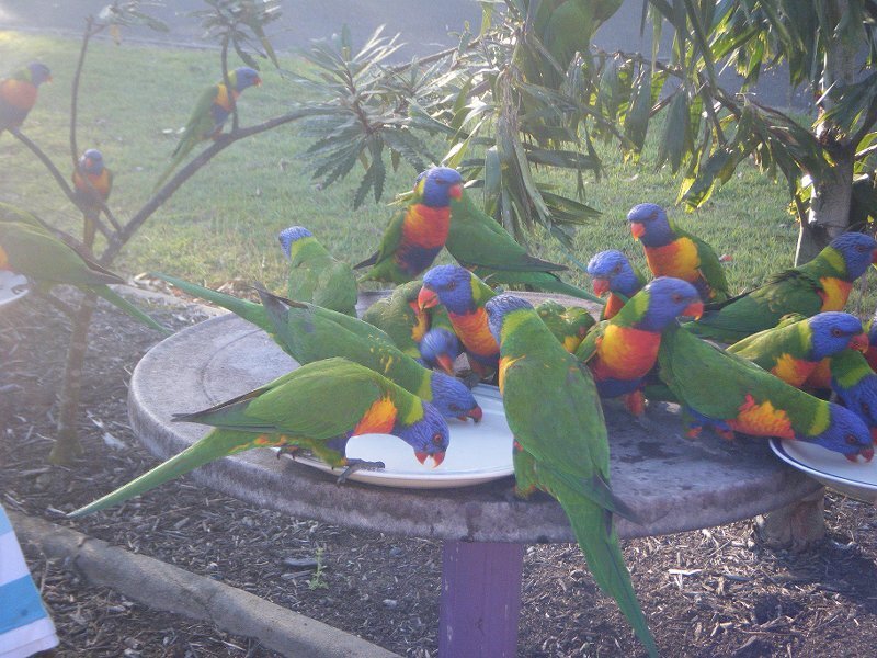 Rainbow Lorikeets Feeding
