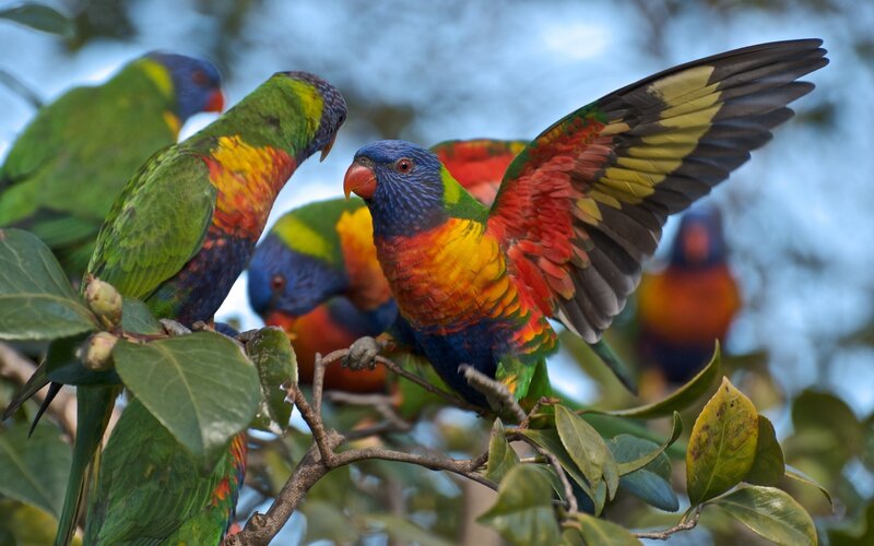 Rainbow Lorikeets on Branch — Green, Natural, Afternoon
