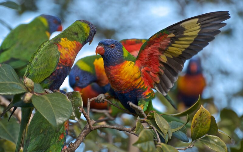 Rainbow Lorikeets on Branch — Green, Natural