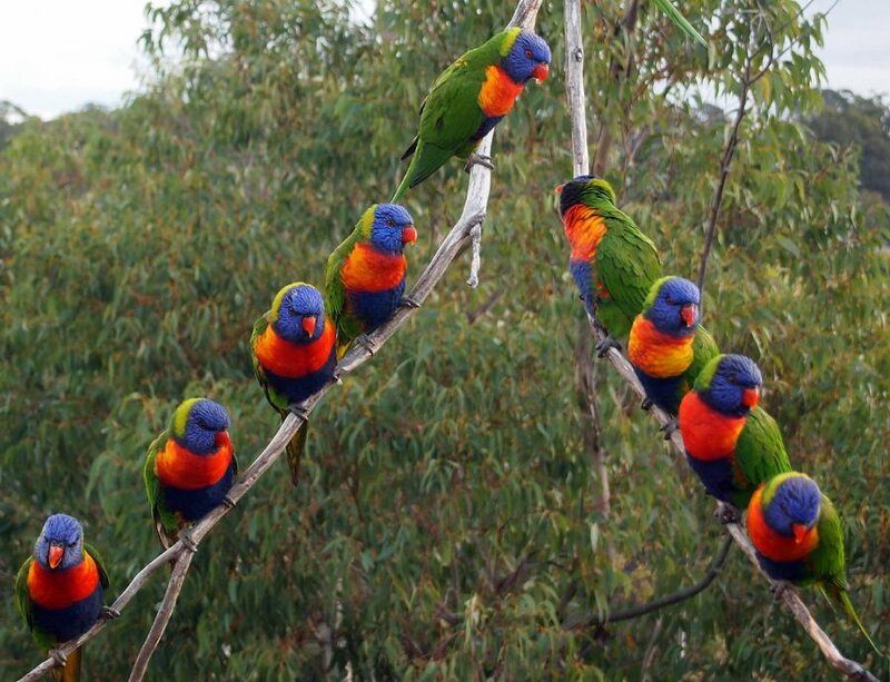 Rainbow Lorikeets on Branch