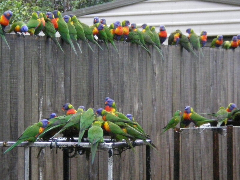 Rainbow Lorikeets on Fence