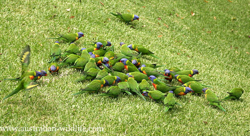 Rainbow Lorikeets on Grass