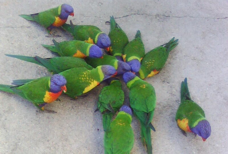 Rainbow Lorikeets on Ground