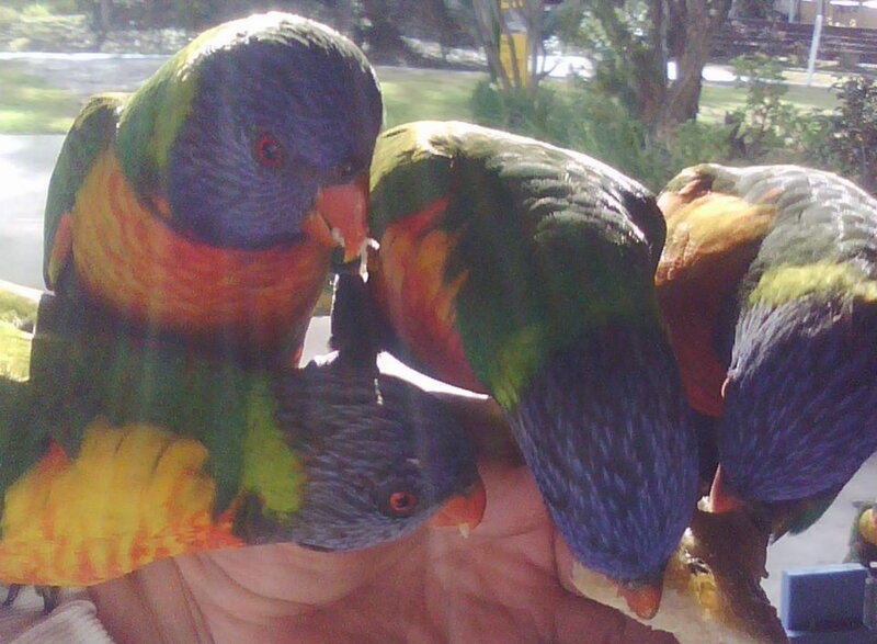 Rainbow Lorikeets on Hand — Green