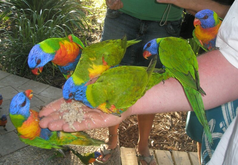 Rainbow Lorikeets on Hand