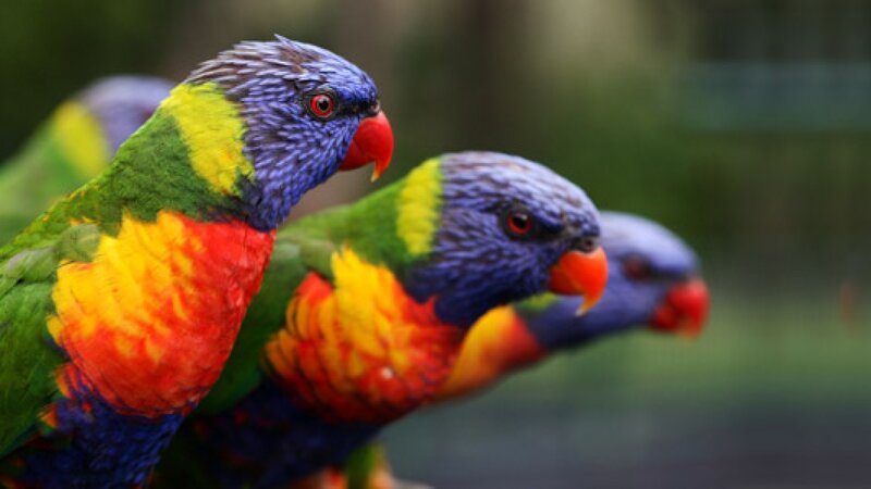 Rainbow Lorikeets