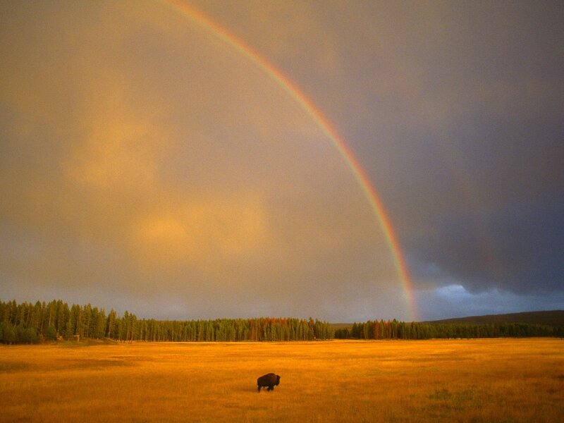 Rainbow over a bison field