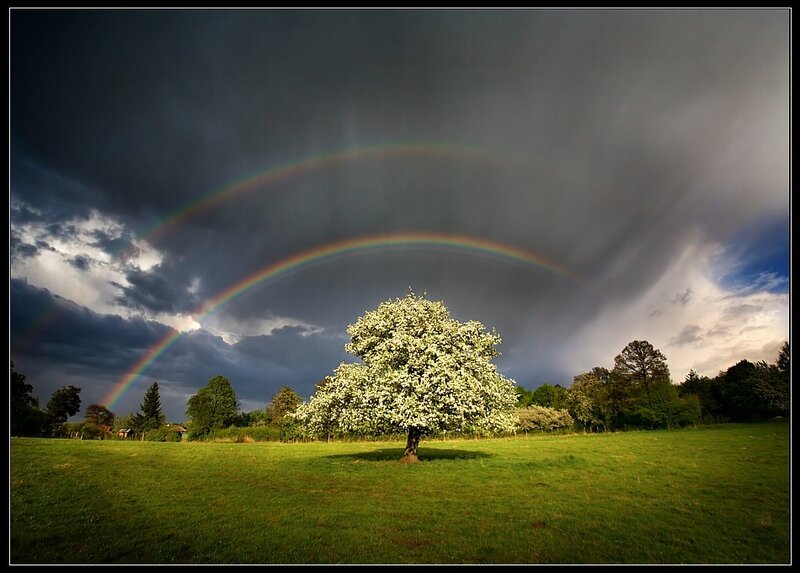 Rainbow over a blooming tree