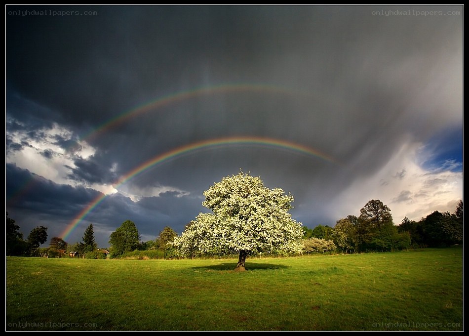 Rainbow over a blooming tree