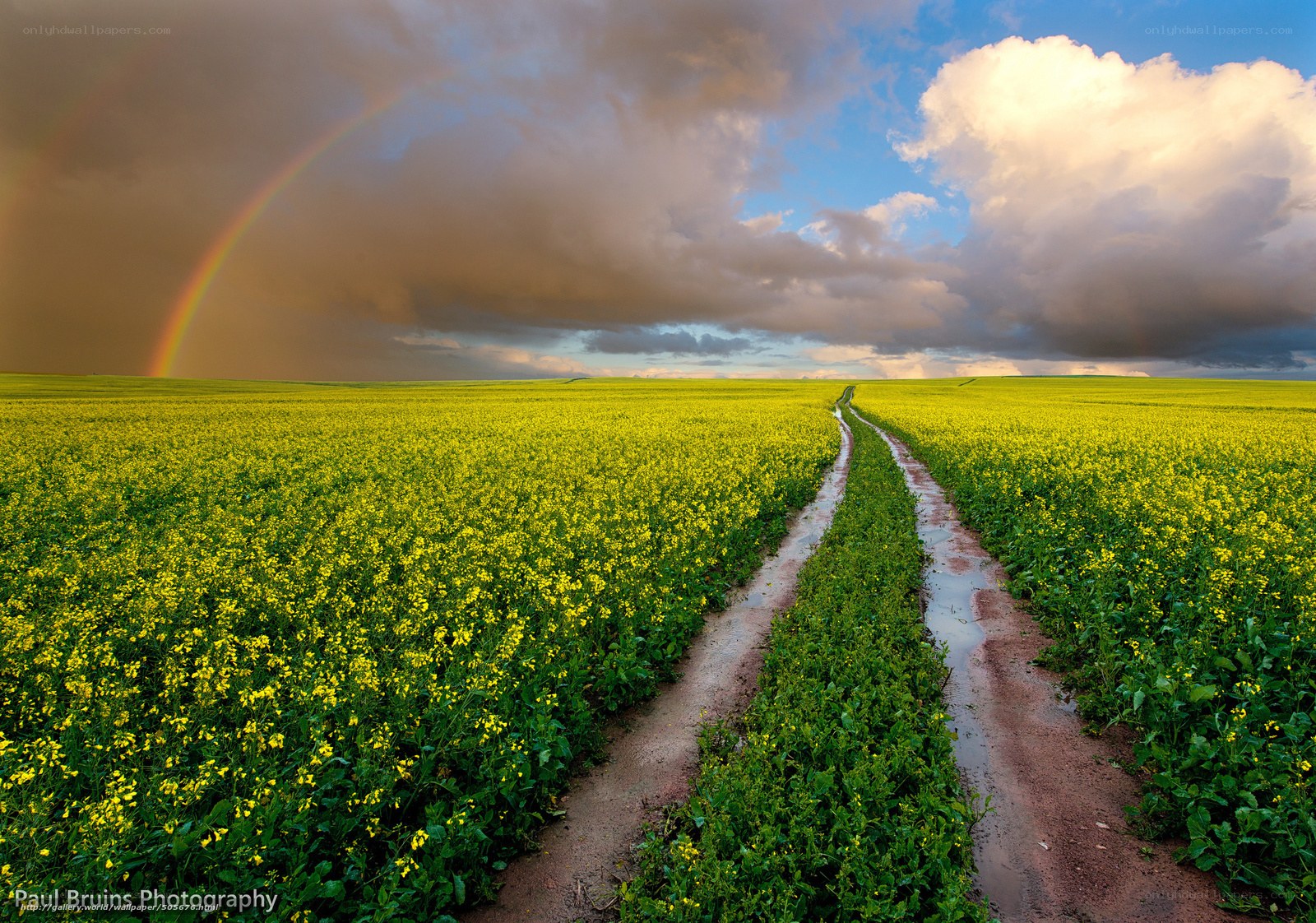 Rainbow over a canola field