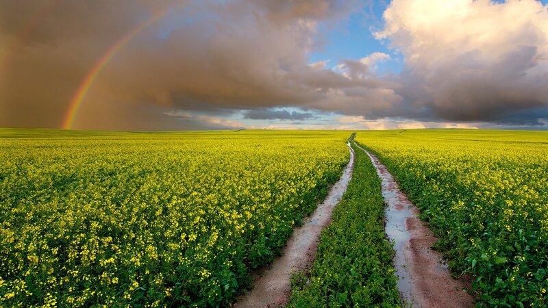 Rainbow over a canola field