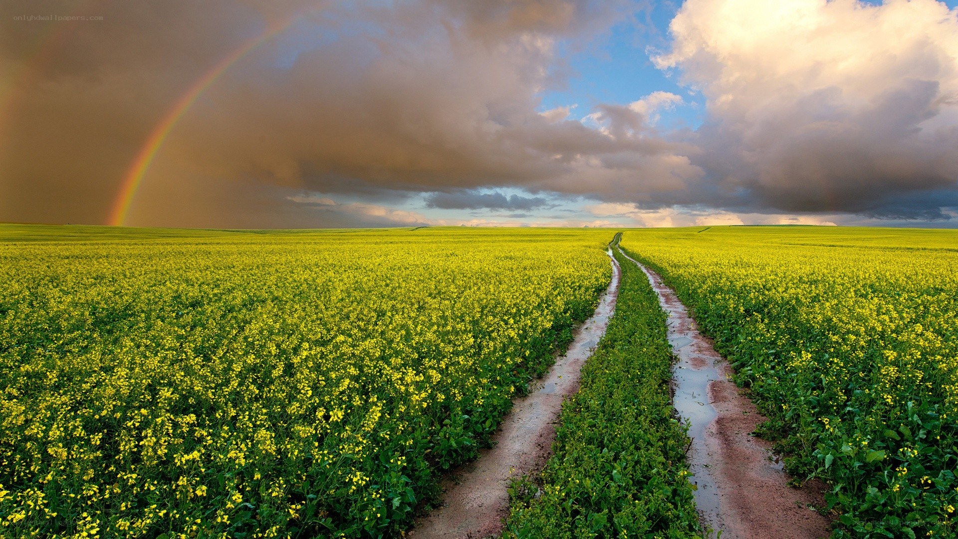 Rainbow over a canola field