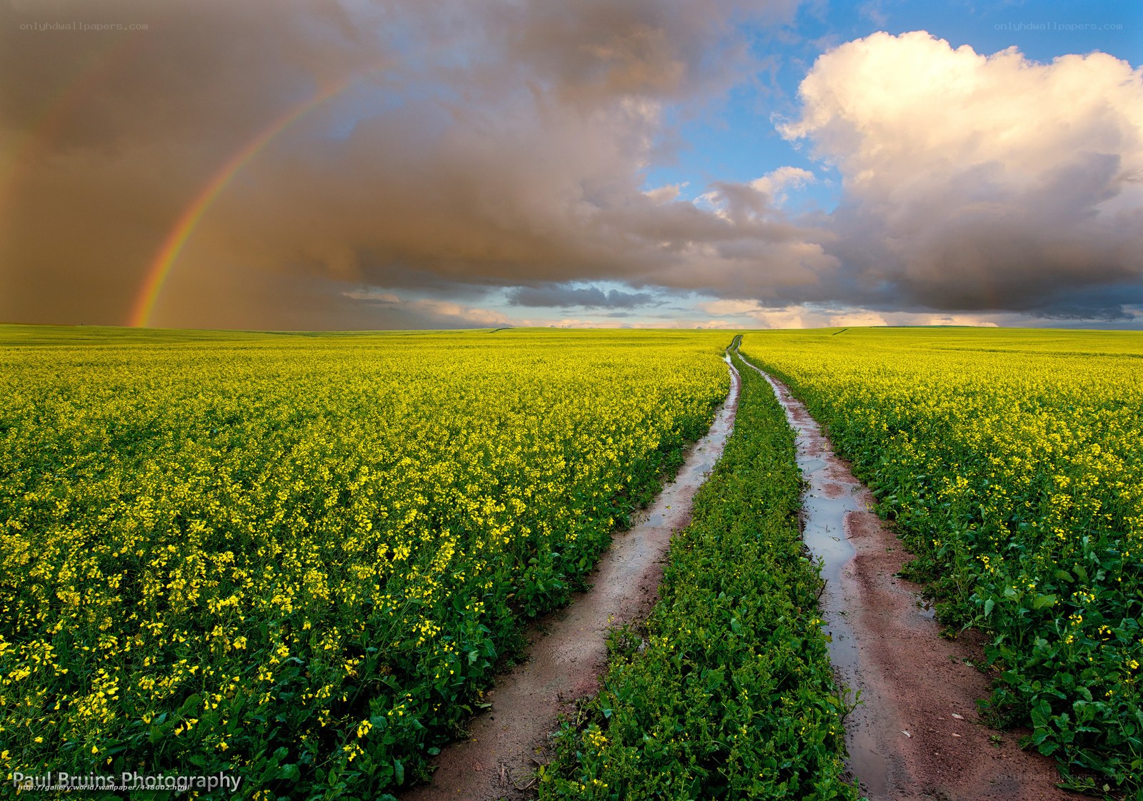 Rainbow over a canola field